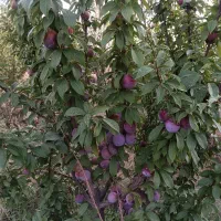 باغ چهاردیواری دهشاد بالا|فروش خانه و ویلا|تهران, شهرک ابوذر|دیوار