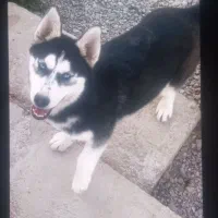 توله 5 ماهه هاسکی سیبرین ماده  سفید مشکی