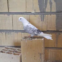 کفتر پشت شاهی