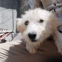 سگ شیتزو نژاد اصل