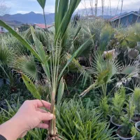 نشا پالم لاتانیا