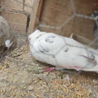 کفتر سبز ماده و خالدار سفید