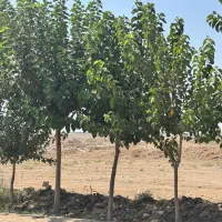 زمینی ۱۸۵ متری در مهرشهر کرج سند تک برگ زیر قیمت|فروش زمین و ملک کلنگی|محمدشهر, علی آباد گونه|دیوار