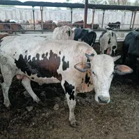گوساله پاکستانی