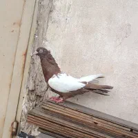 پرنده|پرنده|اهواز, کوی باهنر|دیوار