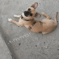 سگ پاکوتا