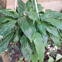 گلسرای پارین|گل و گیاه طبیعی|آستارا, |دیوار