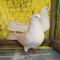 سفید چشم ونوک تیرونی