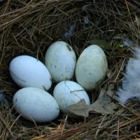 تخم قازنطفه دار اوکرانی