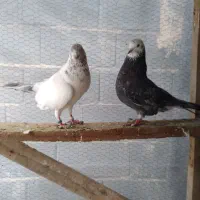 کبوتر تکپر|پرنده|بندر ترکمن, |دیوار