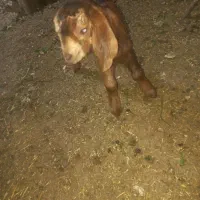 دوتا کهره شیری ده روزه نرو ماده  شیری دونه ۳۵۰۰