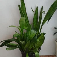 گل سانسوریا کراواتی و شمشیری