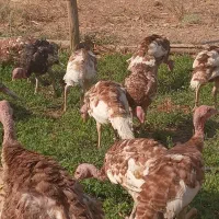 بوقلمون