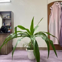 گل آپارتمانی اشک ملکه|گل و گیاه طبیعی|اصفهان, شهرک کاوه|دیوار