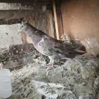 کفتر پرشی|پرنده|ساوه, |دیوار