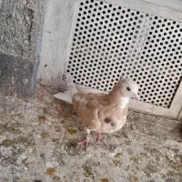 همه ارتیس بلوار جمهوری|پرنده|نیشابور, ناسیونال|دیوار