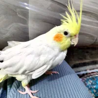 دو عدد عروس هلندی