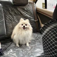 واگذاری سگ پامرین|سگ|کرج, عظیمیه|دیوار