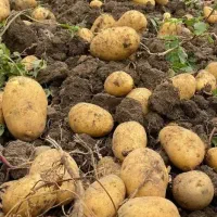 سیب زمینی پیاز زرد و قرمز