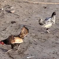 مرغ و خروس مینیاتوری یا سبرایت|حیوانات مزرعه|اردکان, |دیوار