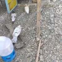 فروش چند جفت کبوتر زرد و سرور...|پرنده|اشنویه, |دیوار