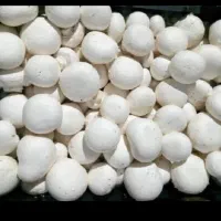 قارچ تازه...درجه ۱و۲و۳