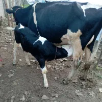 گاو با گوساله