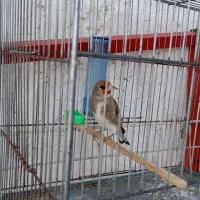 سهره ، سهره قناری ابلغ