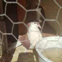 چهار جفت کبوتر