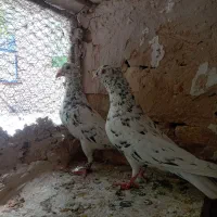 سار کاکلی،زاغ،طوق،پشتی،ابلغ