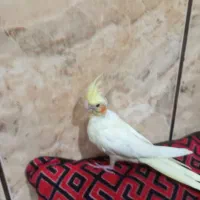 عروس یک ماهه سالم سرحال|پرنده|شهرضا, |دیوار