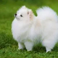 پامرین|سگ|پاکدشت, پاکدشت (مامازند)|دیوار