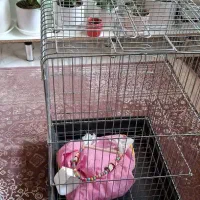 قفس پرنده|لوازم جانبی حیوانات|فردیس, نگارستان|دیوار