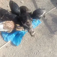 بقلمون به فروش میرسد|حیوانات مزرعه|نیمروز, |دیوار