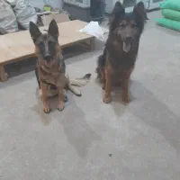 واگذاری سگ ژرمن