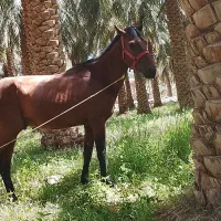 اسب