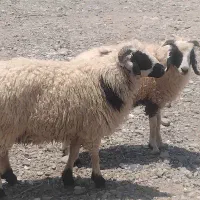 بره شیشک حراج حراج فقط تا عصر