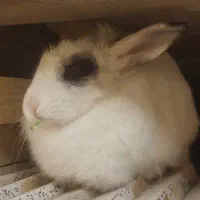 واگذاری یک عدد خرگوش