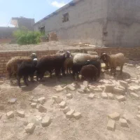 میش بره دار