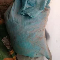 فضله وبارکبوتر|خدمات باغبانی و درختکاری|نیشابور, خط کاشمر|دیوار