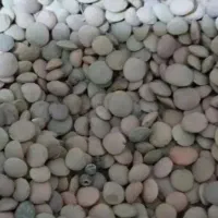 عدس و لوبیا