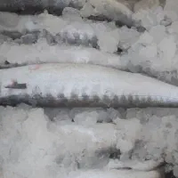 ماهی جنوب خرده عمده|ماهی|یزد, |دیوار