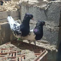 کبوتر کله ای . سینه