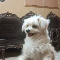 سگ دورگه اشپیتز پامر|سگ|لنجان, |دیوار