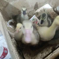 غاز و اردک.مرغ وخروس.جوجه برهما