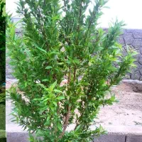 باغ ویلا نرسیده به صوفیان|فروش خانه و ویلا|صوفیان, |دیوار