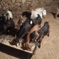 کهره نر و بزابستن|حیوانات مزرعه|باشت, |دیوار