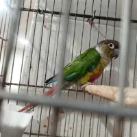 طوطی|پرنده|شادگان, |دیوار