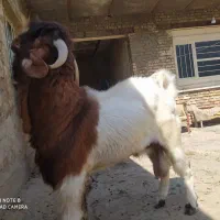 بیگ نر داشتی|حیوانات مزرعه|مسجد سلیمان, |دیوار