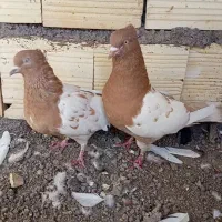 جفت سر زرد ضمانتی